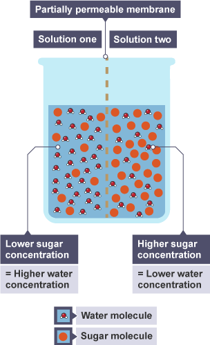 The process of osmosis