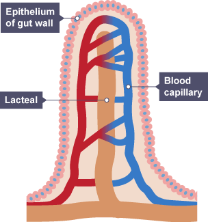 Diagram of a villus in the small intestine