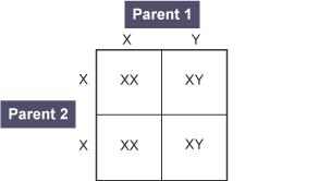 Figure 8 shows the inheritance of X and Y chromosomes.