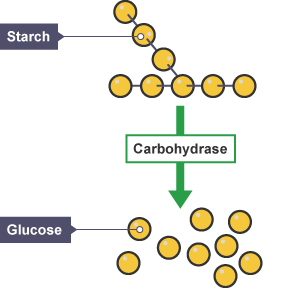 Diagram showing starch molecules being broken down by the enzyme carbohydrase from a long string of attached molecules to individual glucose molecules.