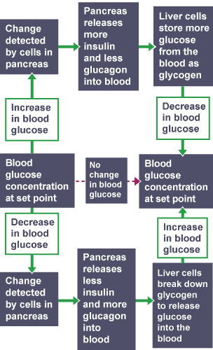 diagram level bbc bitesize energy National 5 and Control  BBC Bitesize Biology