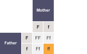 Table with the rows labelled as Father (F,f) and the columns labelled as Mother (F,f). The cells of the table contain FF, Ff, Ff and ff