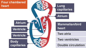 Diagramitical version of a four chambered mammalian or bird heart with two atria, two ventricles and double circulation.