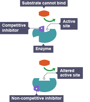 Substrate can’t bind because competitive inhibitor prevents it accessing active site.  Non-competitive inhibitor embedded in bottom of enzyme. Active site altered so substrate still can’t bind.