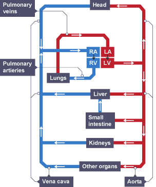 Circulation - Animal organisation - transport systems - AQA - GCSE ...