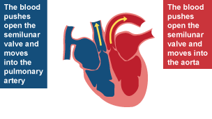 Blood on the right side of the heart pushes open the semilunar valve and moves into the pulmonary artery. Blood on the left side of the heart pushes open the semilunar valve and moves into the aorta.