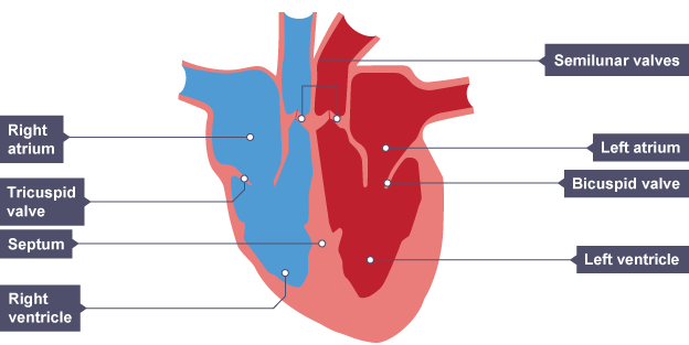 the-cardiovascular-system-efgaviota