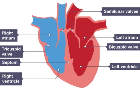 IGCSE Biology 2017: Describe The Structure Of The Heart And, 54% OFF