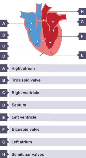 Cross-section of the heart, showing the right atrium, right venticle, tricuspid valve, septum, left atrium, left ventricle, bicuspid valve, and semilunar valves.