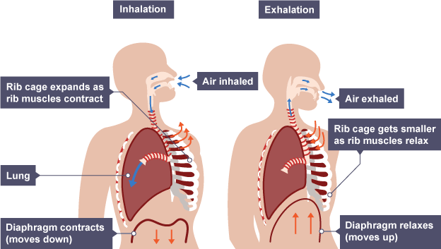 [DIAGRAM] Diagram Of The Lungs Gcse - WIRINGSCHEMA.COM