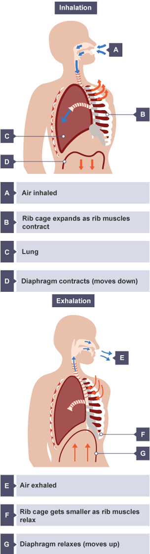 When air is inhaled, the rib cage expands as the rib muscles contract, and the diaphragm contracts. When air is exhaled, the rib cage gets smaller as the rib muscles relax, and the diaphragm relaxes.