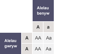 Tabl gyda’r rhesi wedi’u labelu fel Alelau gwryw (A, A) a'r colofnau wedi’u labelu fel Alelau benyw (A,a). Mae holl gelloedd y tabl yn cynnwys AA, Aa, AA a Aa