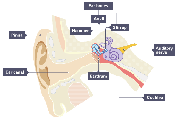 Bbc homework ks3 science