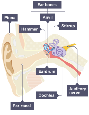 A diagram to show the inner structure of the ear