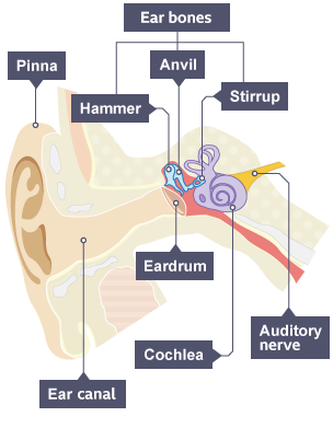 Diagram of the human ear 