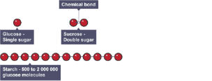 Diagram showing the structure of carbohydrates