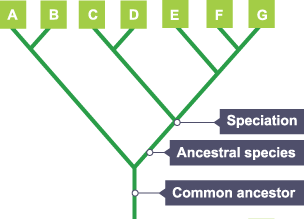 Evolutionary trees are used to represent the relationships between organisms. Branches show places where speciation has occurred, and a new species has evolved.