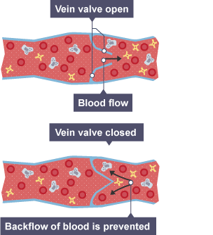 Diagram showing the blood flow through veins