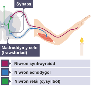 Diagram o law yn hofran dros fflam sy'n llosgi. Mae trawstoriad o fadruddyn y cefn yn dangos sut mae gweithred atgyrch yn symud y llaw i ffwrdd. Mae synaps wedi'i labelu mewn dau le.