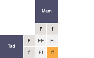 Tabl gyda’r rhesi wedi’u labelu fel Tad (F, f) a'r colofnau wedi’u labelu fel Mam (F, f). Mae holl gelloedd y tabl yn cynnwys FF, Ff, Ff a ff