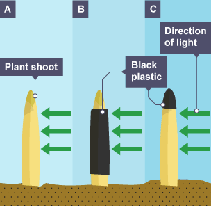 The diagrams shows how the investigation was set up.