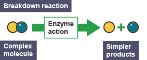 Breakdown reaction.  A complex molecule is broken down via an enzyme action into simpler products.