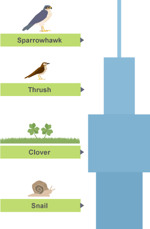 BBC Bitesize - KS3 Biology - Food chains and food webs - Test Answers