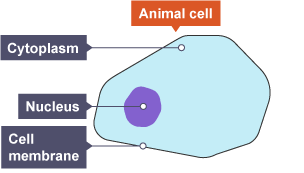 BBC Bitesize - GCSE Biology (Single Science) - Variety of ...