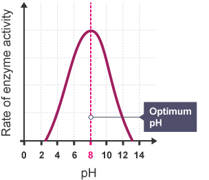 Graph showing that as the pH increases so does the rate of enzyme activity