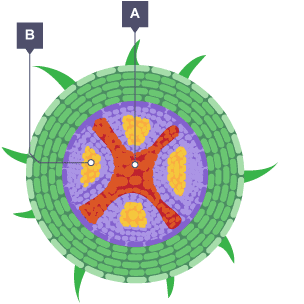 A scientific illustration of a plant root cut through
