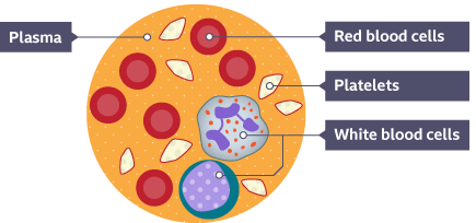 The four components of the blood - Respiration and gas exchange - KS3 ...