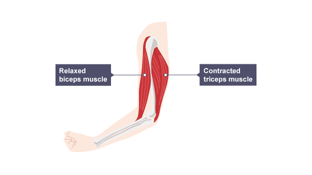 Contracting and relaxing of arms biceps and triceps muscles