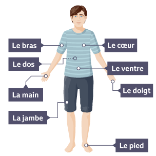 Parts of the body labelled