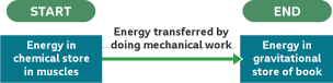 A flow chart showing energy in chemical store in muscles is transferred by doing mechanical work into energy in gravitational store of a book.