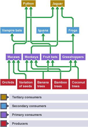 A typical rainforest food web divided into its four stages.