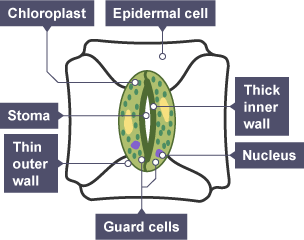 Colourless epidermal cells containing a chloroplast with a thin outer cell wall. Inside the chloroplast is a nucleus and guard cells.  There's a thick inner wall inside of which are the stoma.