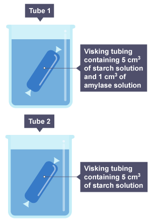 visking tube experiment starch and amylase