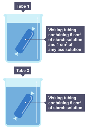 two beakers - the one on the left shows visking tubing containing 5 cm cubed of starch solution and 1 cm cubed of amylase solution. The right shows visking tubing containing 5 cm cubed of starch solution