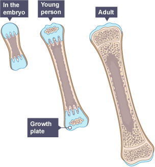 The bones of an embryo, young person and adult