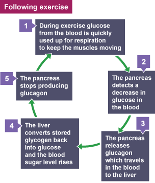 Diagram showing how homeostatic control is achieved using negative feedback mechanisms following exercise.