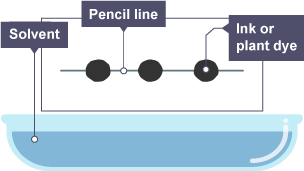 A pencil line is drawn across a sheet of chromatography paper and spots of ink or plant dye are placed along it. The paper is held abovea basin containing solvent.