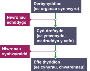 Diagram yn crynhoi sut mae gwybodaeth yn llifo o dderbynyddion i effeithyddion yn y system nerfol.