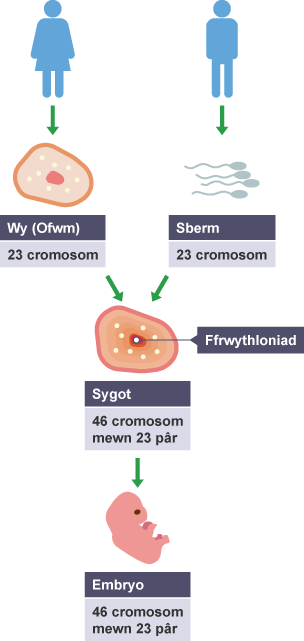 Diagram ffrwythloniad. Wy (Ofwm); 23 cromosom. Sberm, 23 cromosom. Ffrwythloniad. Sygot, 46 cromosom mewn 23 pâr. Embryo, 46 cromosom mewn 23 pâr