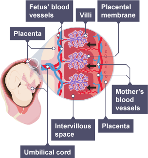 human placenta diagram