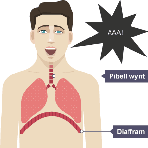 Diagram o system resbiradol ddynol gyda 'Diaffram' a 'Pibell wynt' wedi eu labelu