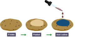 Image of a potato slice and a pipette of iodine being placed on it