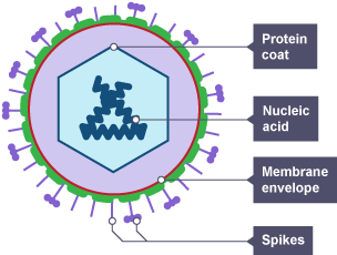 Virus particle diagram: Membrane envelope, Nucleic acid, Protein coat, Spikes