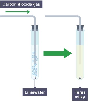 A respiration experiment using limewater in a test tube. Step 1: A pipe labelled carbon dioxide gas enters the test tube, there are bubbles in the limewater. Step 2: the limewater turns milky.