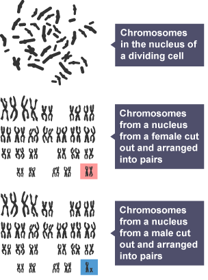 Diagram showing how male and female chromosomes form