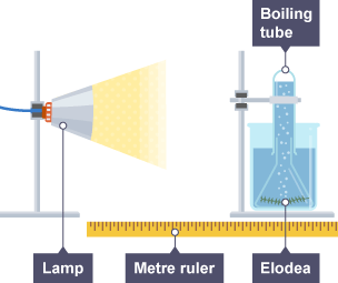 Diagram of an experiment investigating the role of light in photosynthesis. A lamp is pointed at a beaker containing water and Elodea. A ruler measures the distance between the lamp and the beaker.